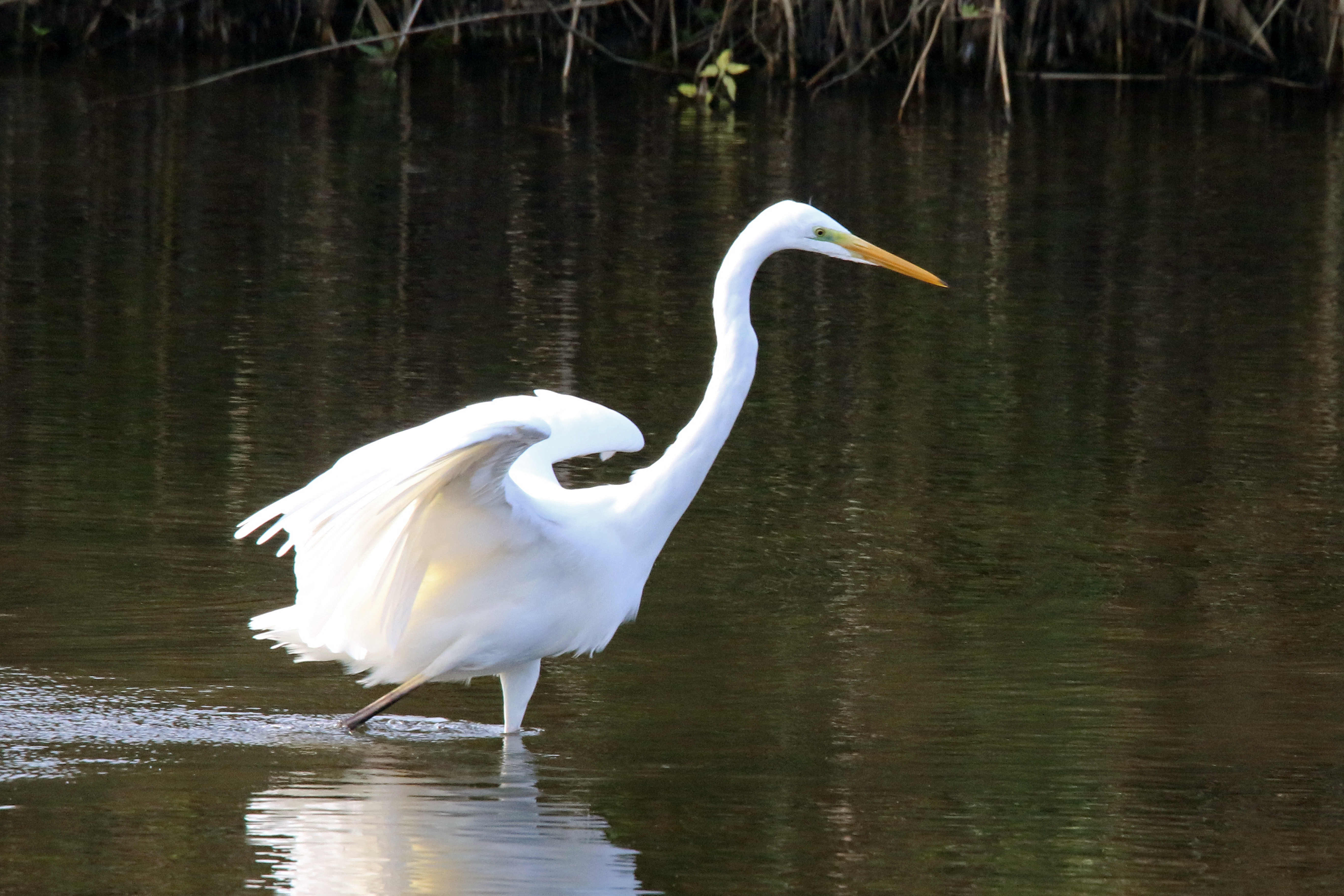 Grande Aigrette.